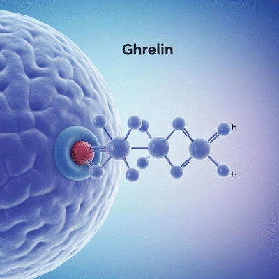 Scientific illustration of ghrelin hormone molecules interacting with brain receptors