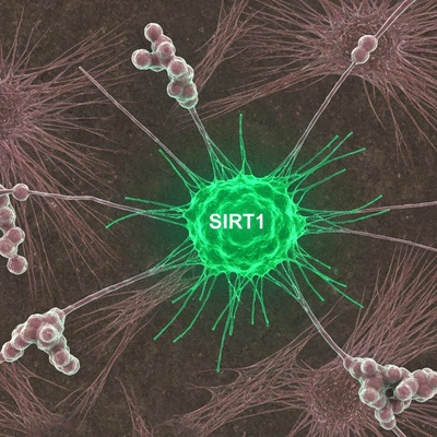 Microscopic view of cellular pathways with glowing SIRT1 protein highlighted, clean image, no text, no words, no typography